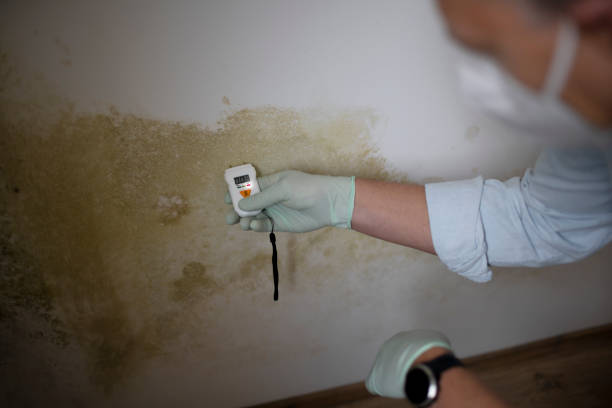 Mold Testing and Removal