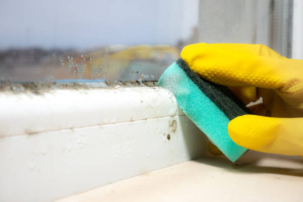 Best Mold Removal Company Near Me  in Wildewood, MD