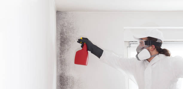 Best Professional Mold Removal  in Wildewood, MD